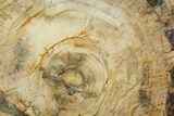 Petrified Wood (Araucaria) Slab - Madagascar #118460-1